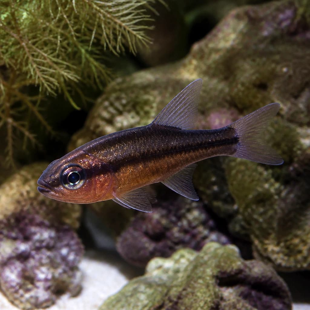 Black Cardinalfish Apogonichthyoides melas medium size marine fish with dark body