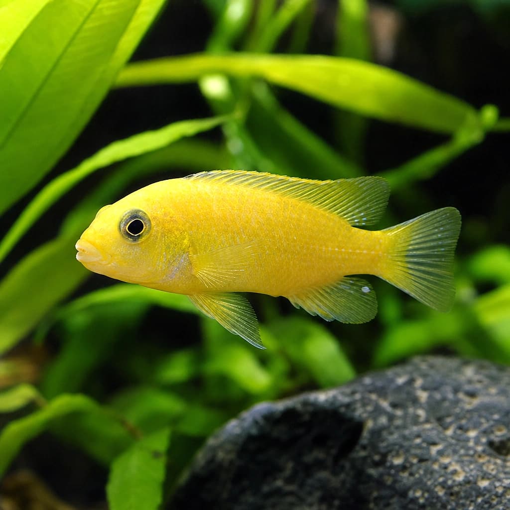 Labidochromis chisumulae Mbweca Malawi cichlid 3-4 cm with yellow body and dark markings