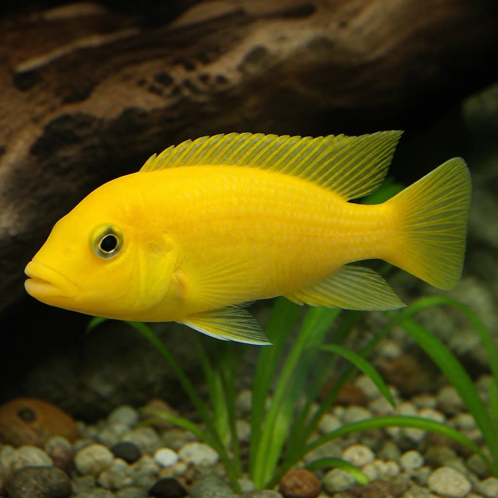 Sweden Hongi Cichlid (Labidochromis Hongi Sweden) - Live Malawi cichlid