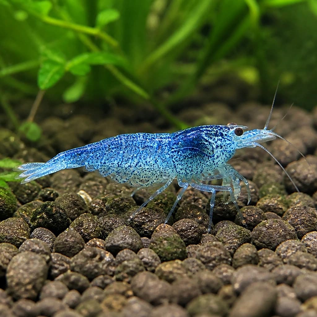 Blue Diamond Shrimp grazing in a planted shrimp aquarium