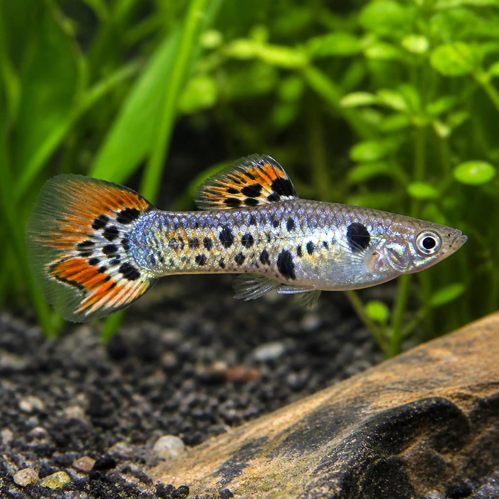 Emerald Green Endler fry – young Poecilia wingei developing metallic green colour