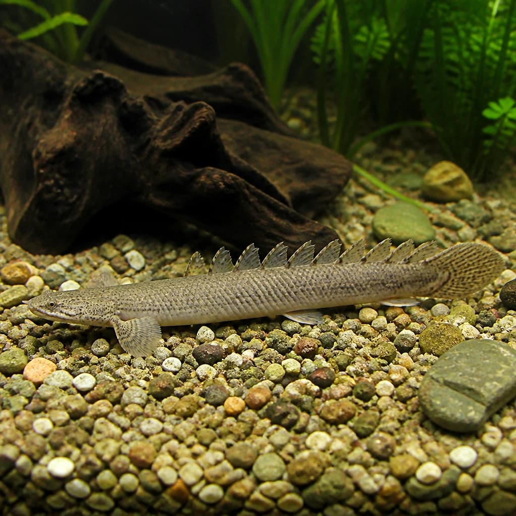 West Africa - Aquarium supplies from Tropical Fish Co