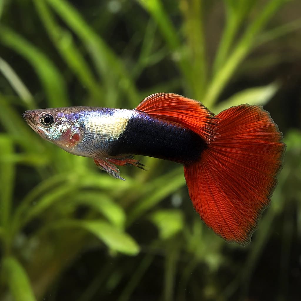Poecilia reticulata male red tuxedo