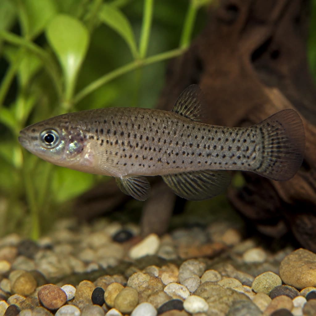 Skiffia Multipunctata (Spotted Skiffia)
