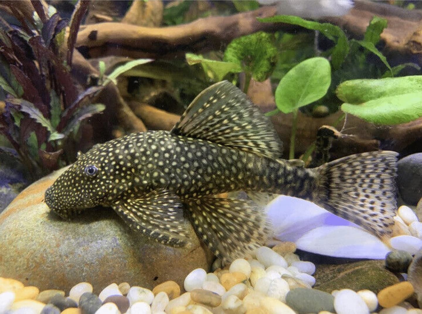 A bristlenose catfish grazing on driftwood - an armoured, bottom-dwelling angelfish companion that is far too large to be eaten