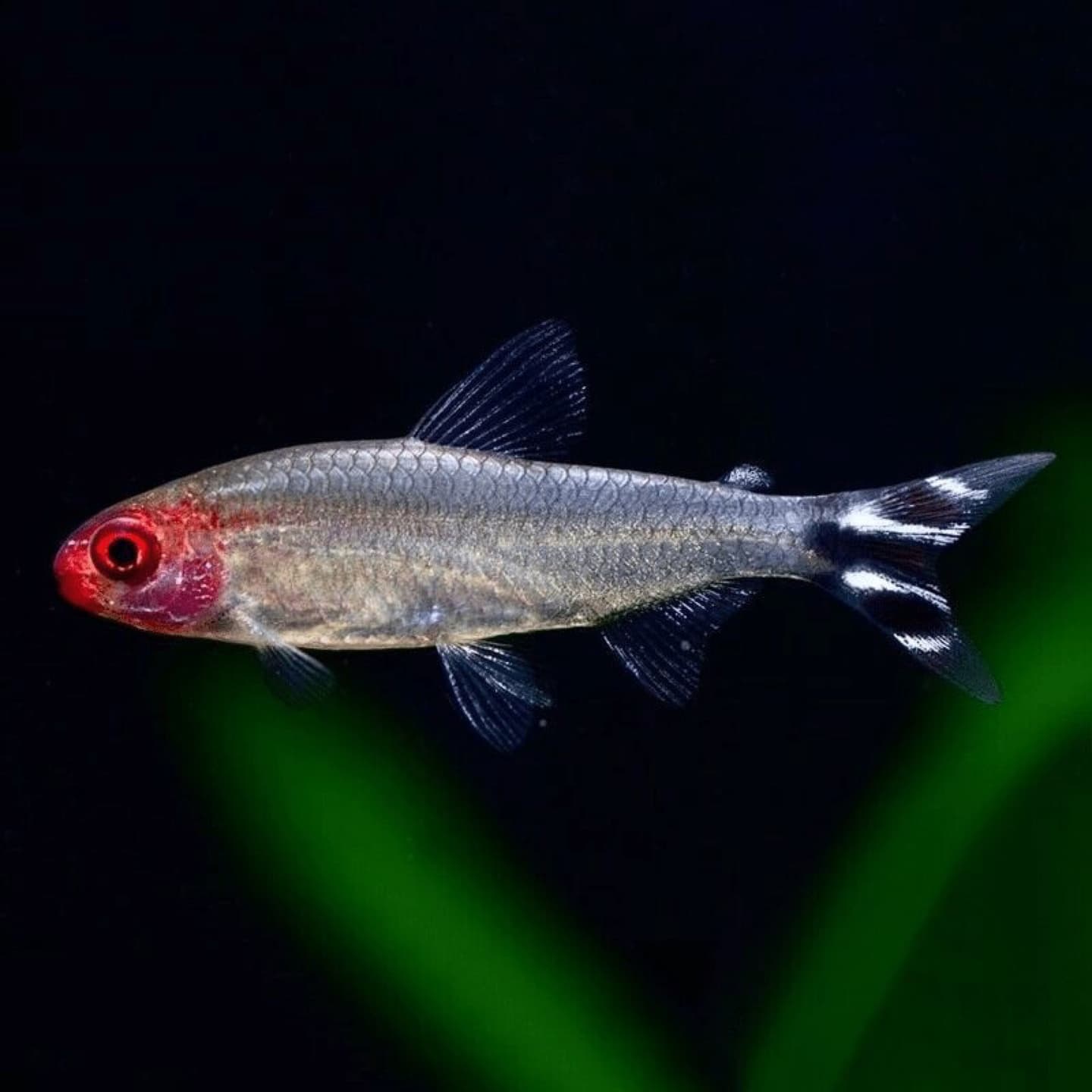 A shoal of rummy-nose tetras, a classic safe mid-water companion for angelfish, swimming among planted aquarium stems