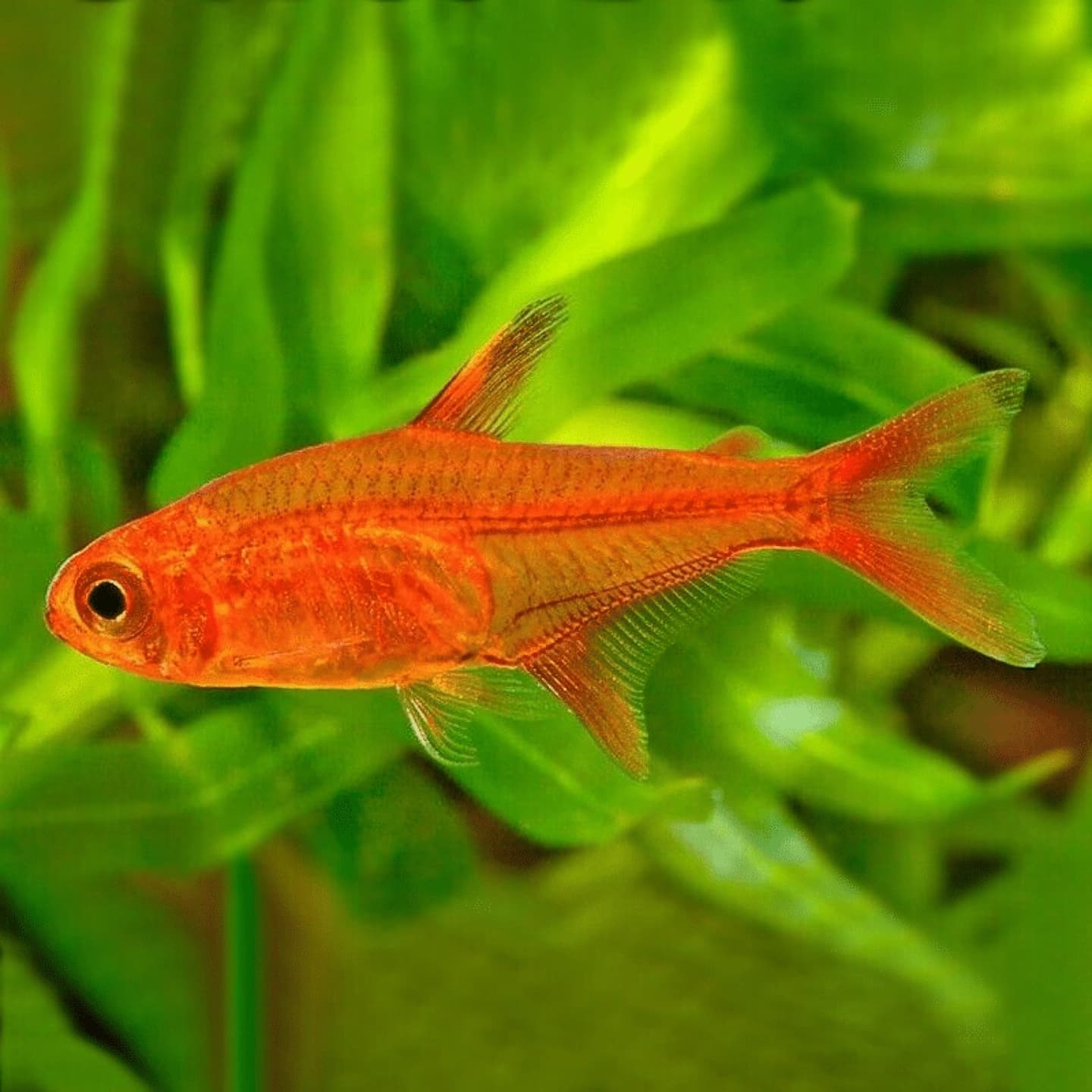 A shoal of ember tetras among plants — a tight mid-water school is far less likely to provoke a betta than scattered, flashy individuals