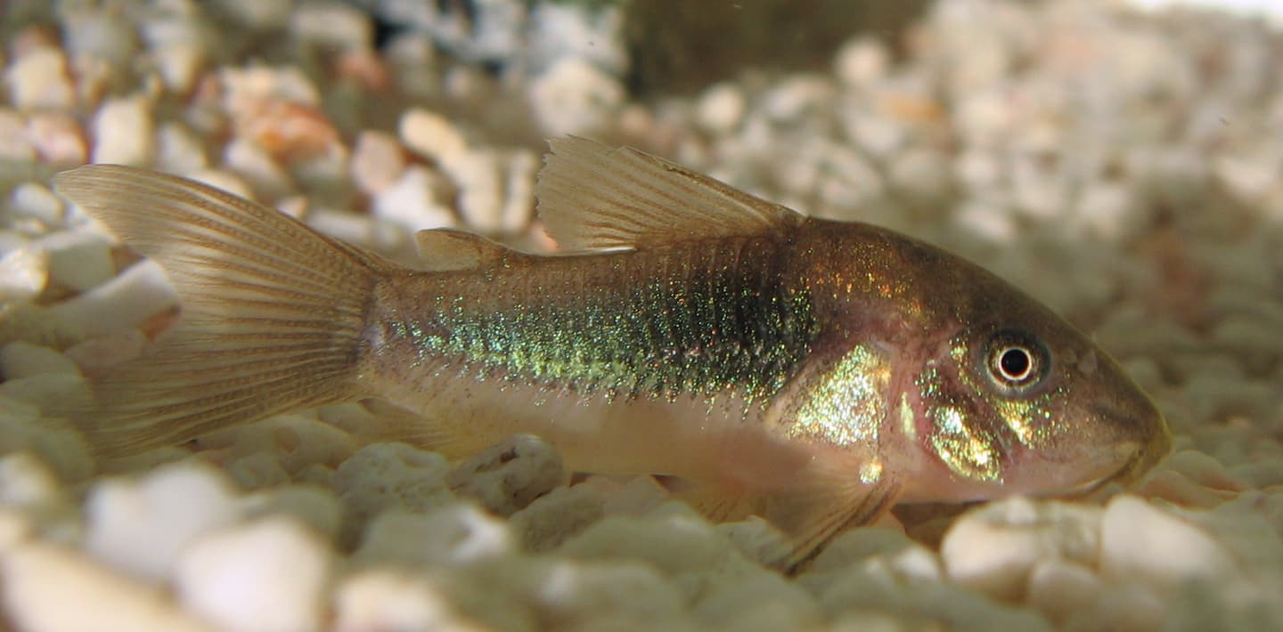 Bronze cory Osteogaster aenea in side profile over aquarium gravel