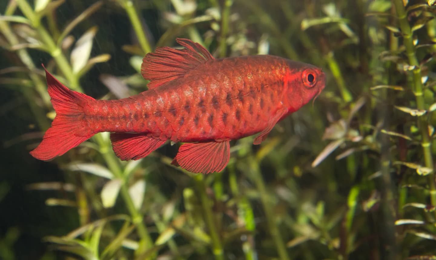Cherry barb in side profile