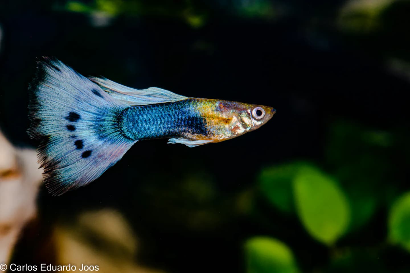 Guppy labelled Poecilia reticulata swimming in an aquarium