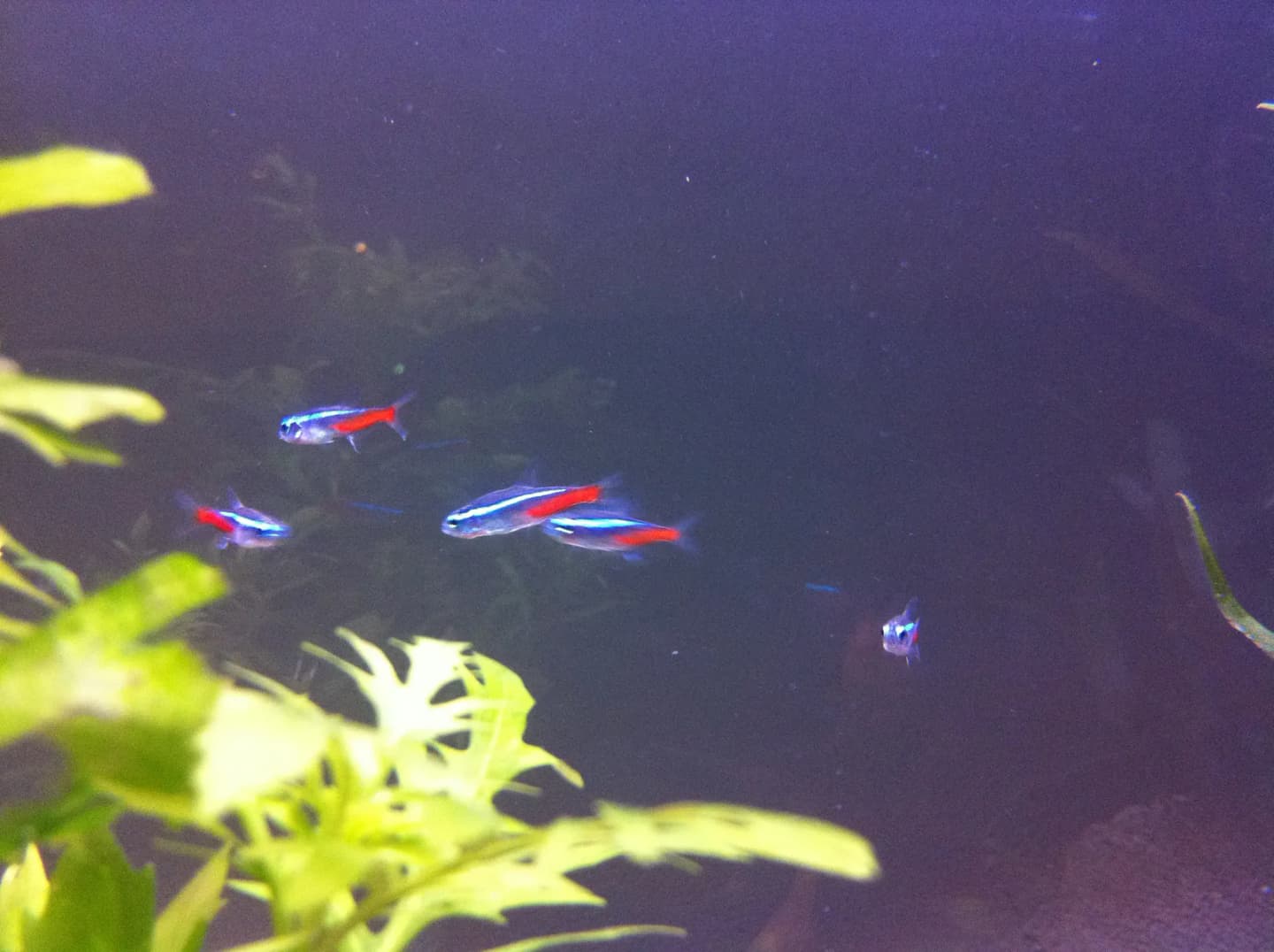 Five neon tetras swimming together in an aquarium