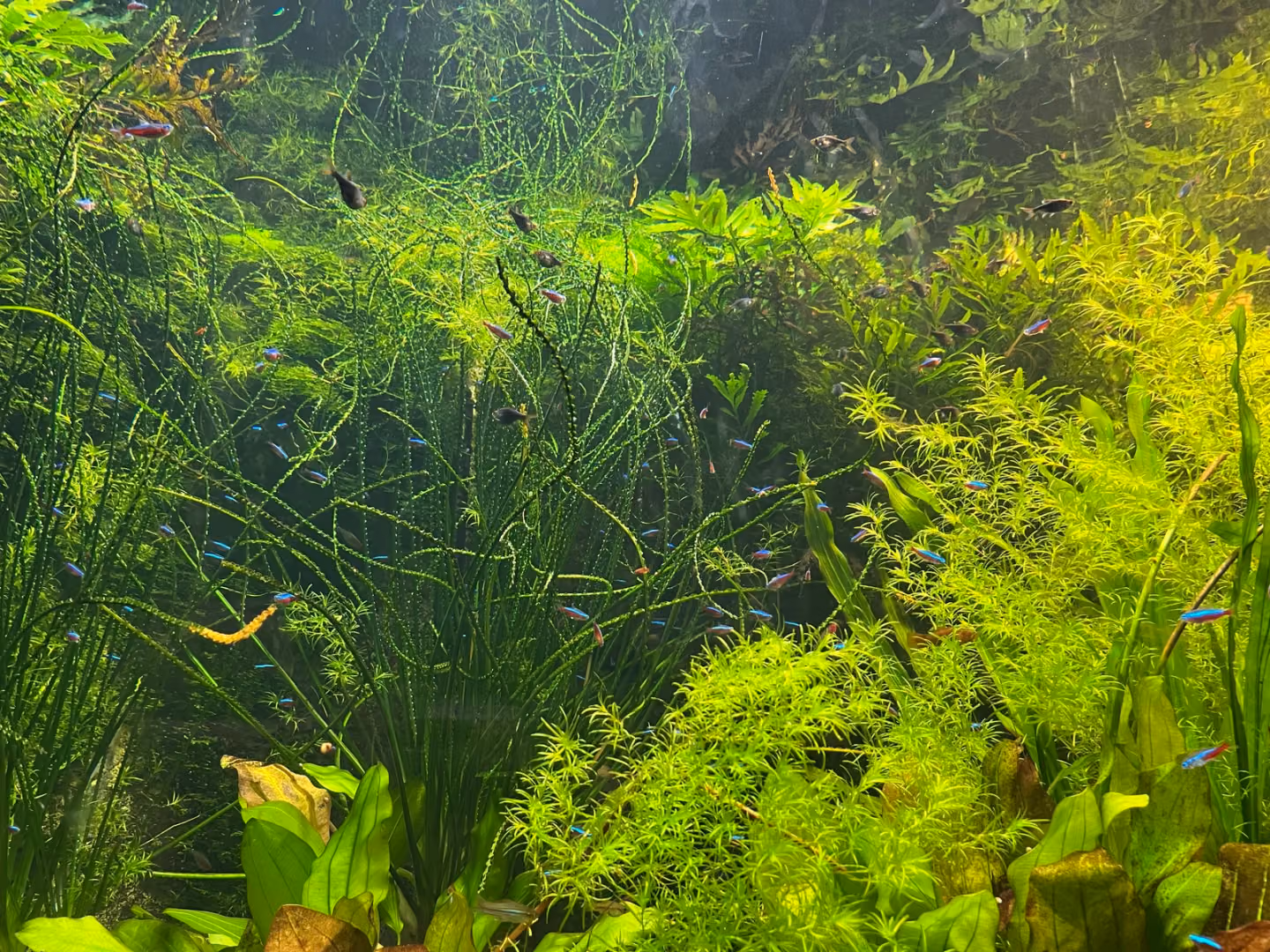 Small tropical fish swimming among dense plants in a freshwater aquarium