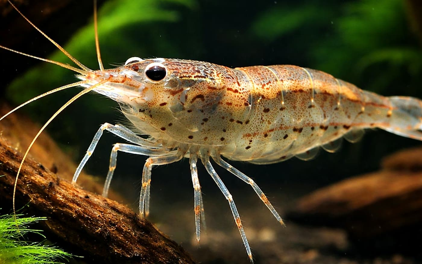 Amano Shrimp (Caridina multidentata) grazing in a planted aquarium