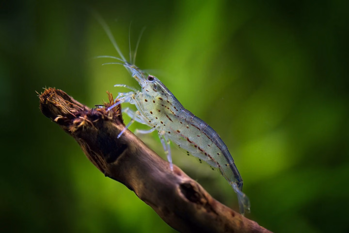 Translucent Amano shrimp on aquarium wood, viewed from the side and slightly above