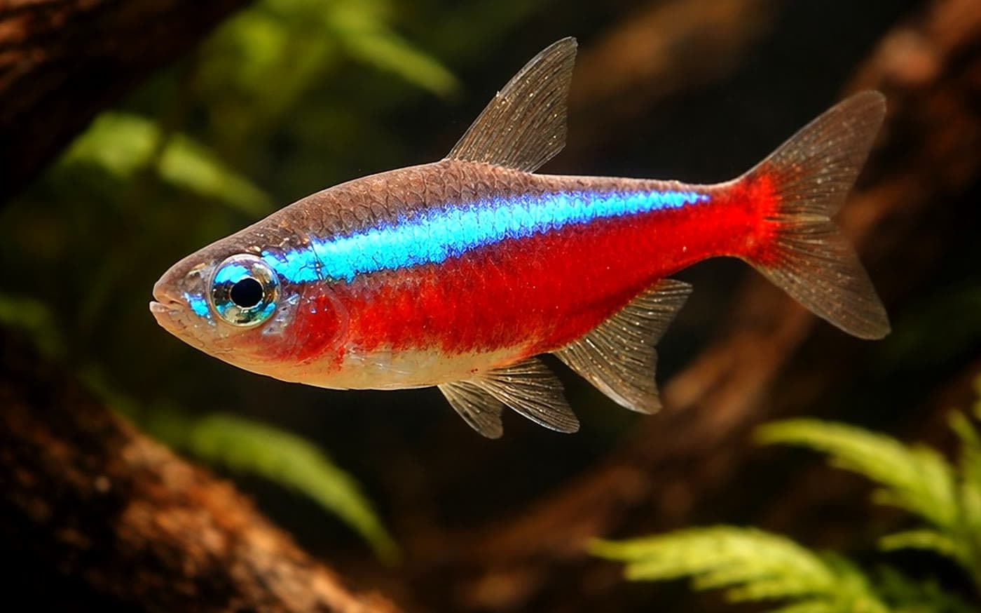 Cardinal Tetra (Paracheirodon axelrodi) in a planted aquarium