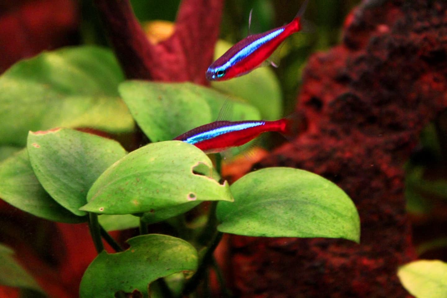 Two cardinal tetras labelled Paracheirodon axelrodi swimming above broad green leaves in a planted aquarium