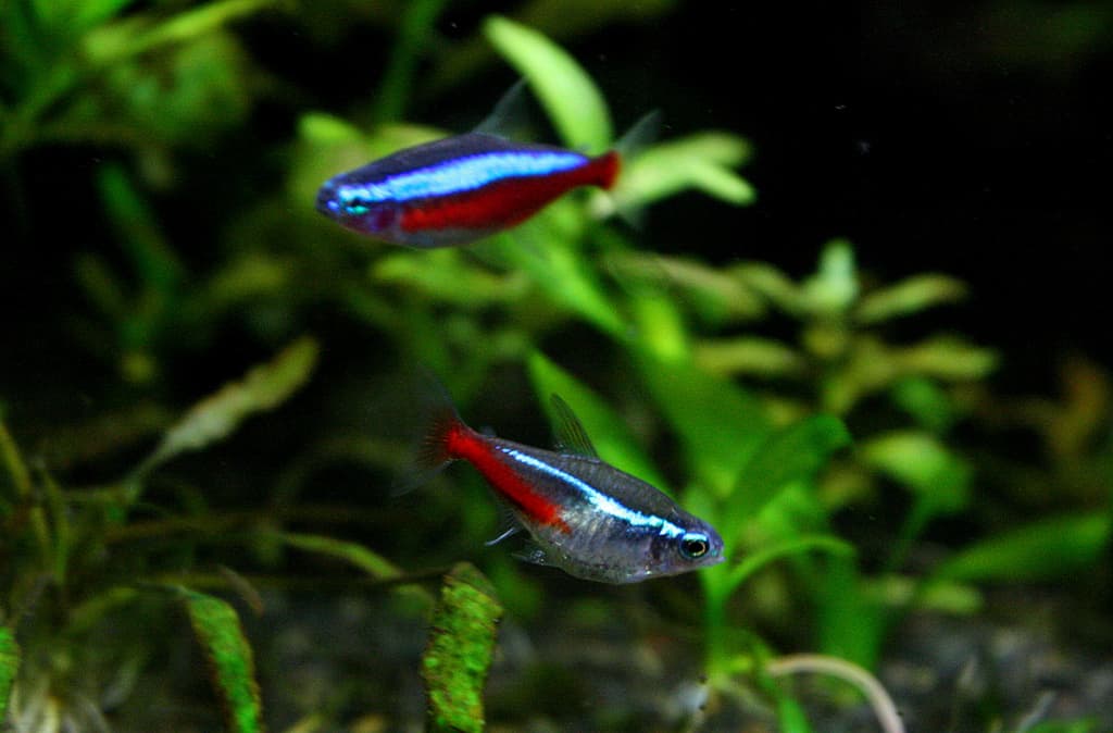 Cardinal tetra in the upper background and neon tetra in the lower foreground, showing the cardinal's longer red stripe