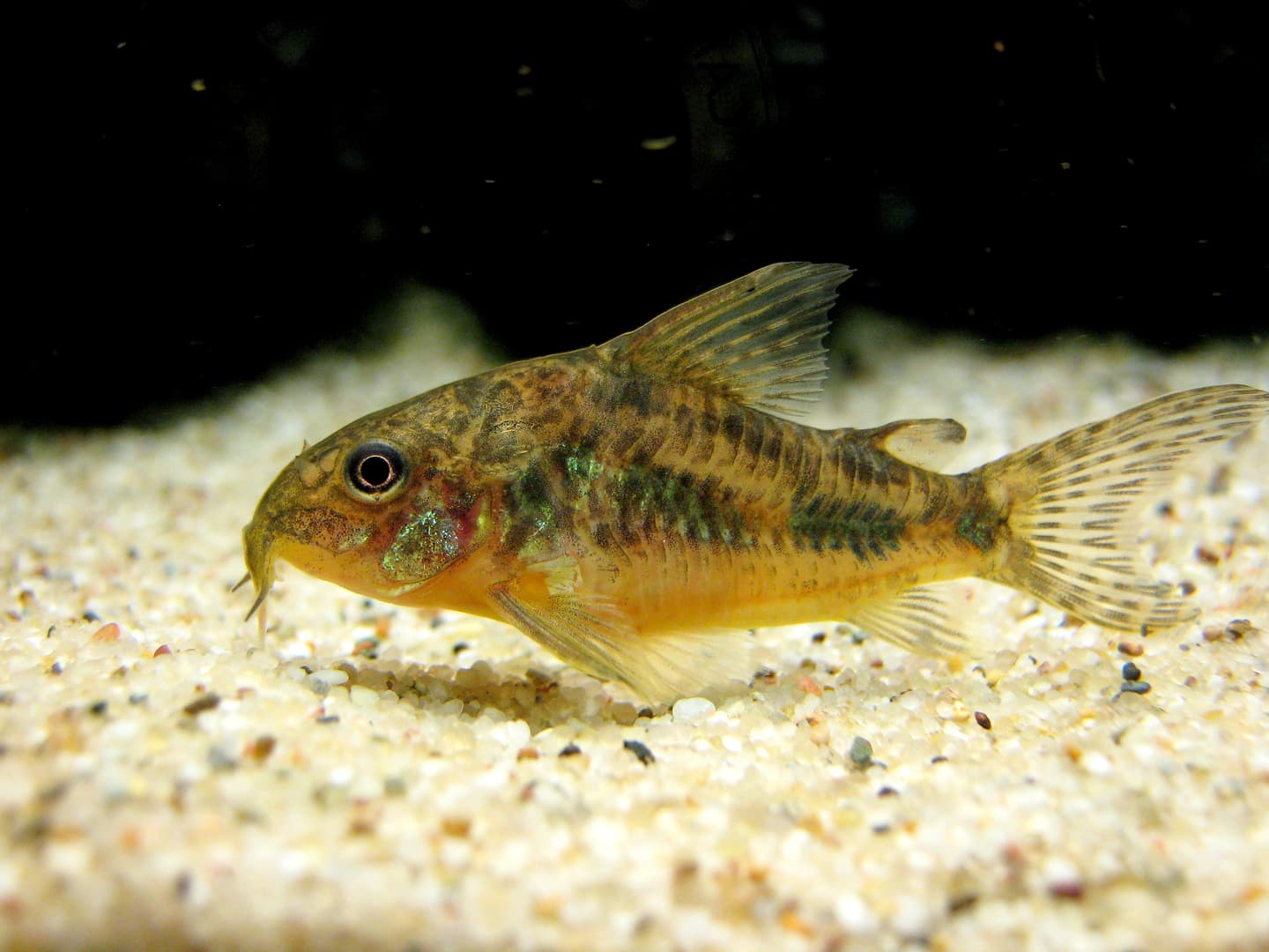 Peppered cory catfish labelled Hoplisoma paleatum swimming over pale aquarium substrate