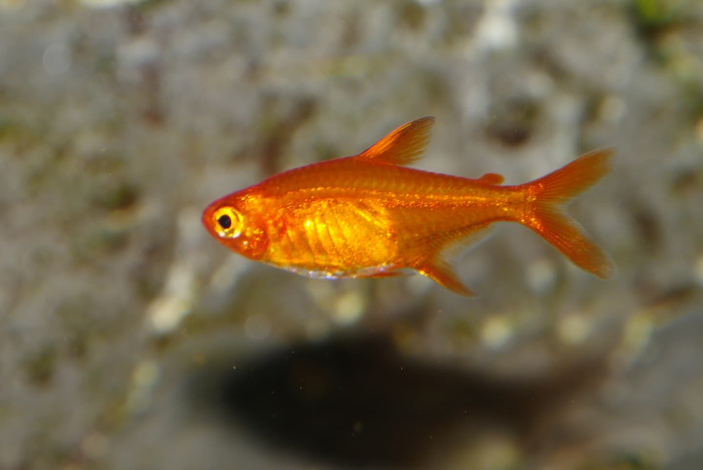 Ember tetra (Hyphessobrycon amandae) in side view against a pale aquarium background