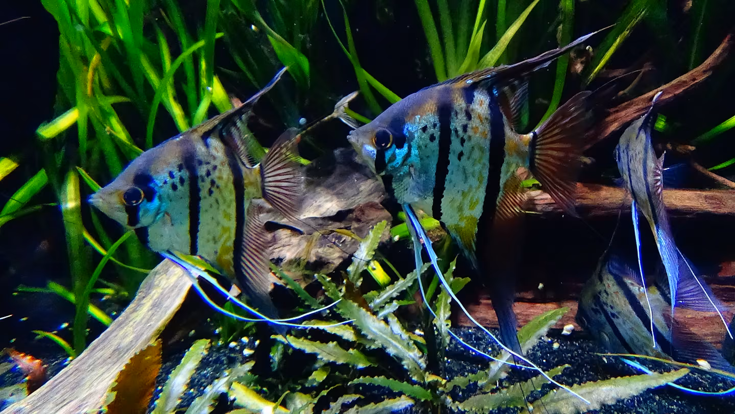 Group of striped freshwater angelfish (Pterophyllum scalare) in a planted public aquarium