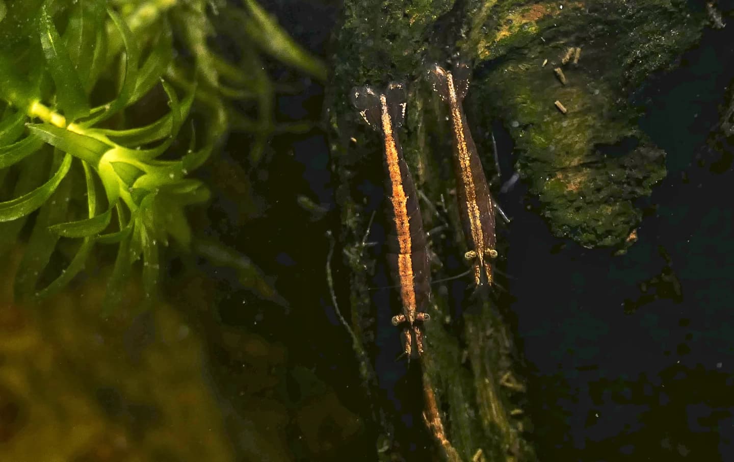 Two bamboo fan shrimp viewed from above in an aquarium