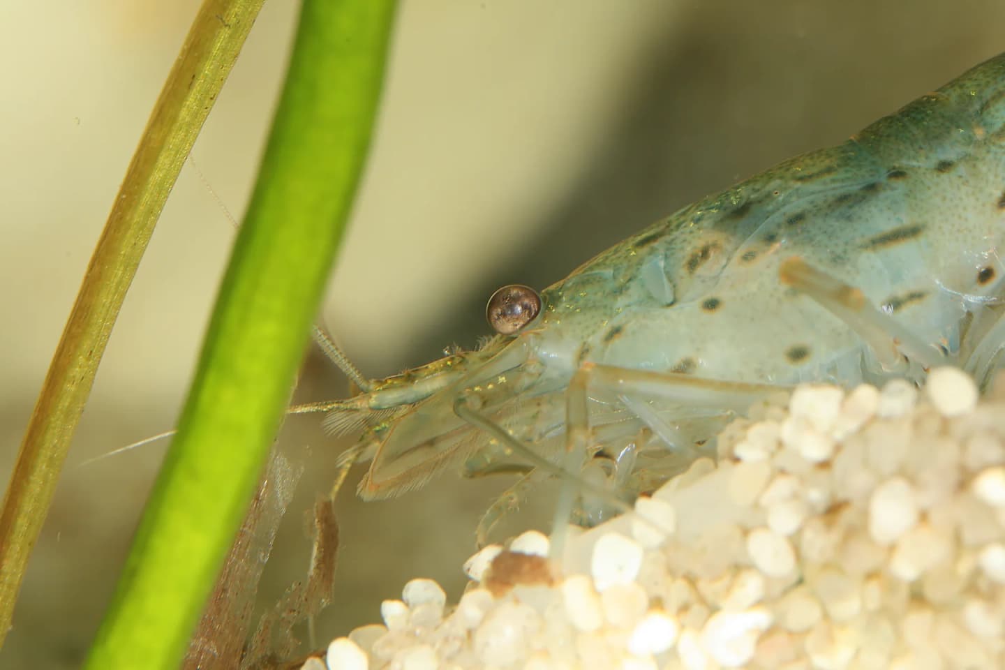 Amano shrimp in close-up in a freshwater aquarium
