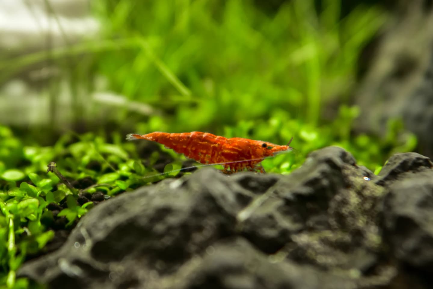 Red cherry shrimp in a planted freshwater aquarium