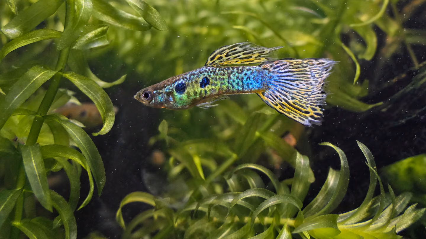 Domestic cobra-green male guppy (Poecilia reticulata) swimming among green aquarium plants