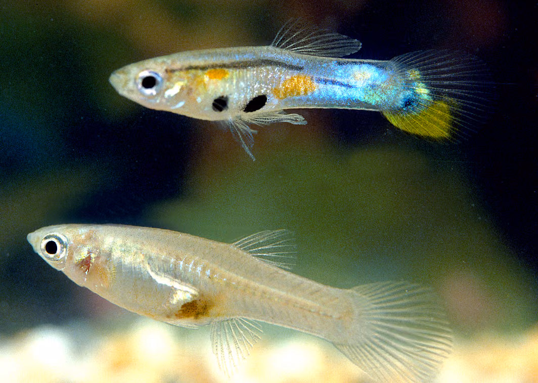 Trinidadian guppy male above and female below in a photographic comparison