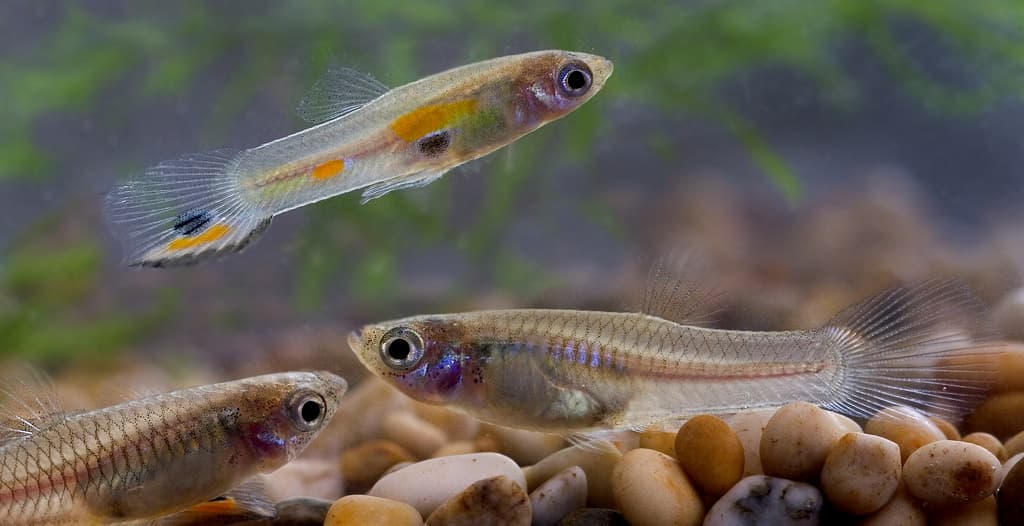One male wild-type guppy above two female guppies in an aquarium