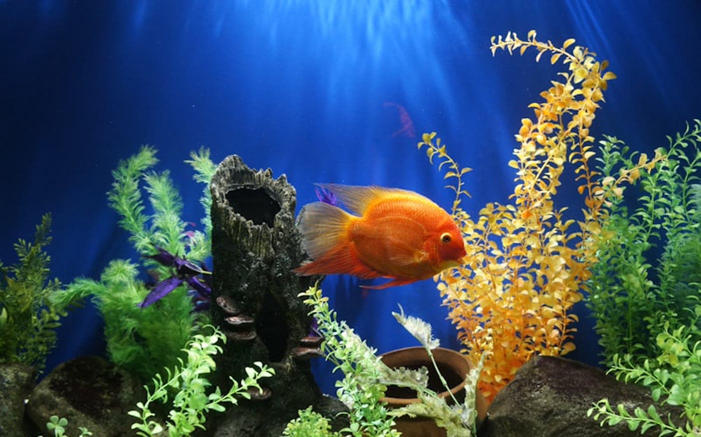 Kuhli Loach (Pangio kuhlii) resting among roots in a planted aquarium