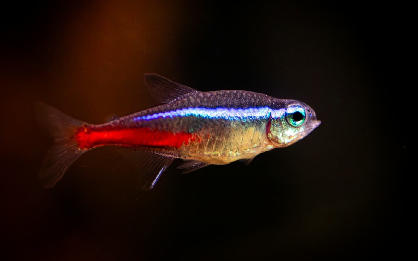 Neon Tetra (Paracheirodon innesi) in a planted aquarium