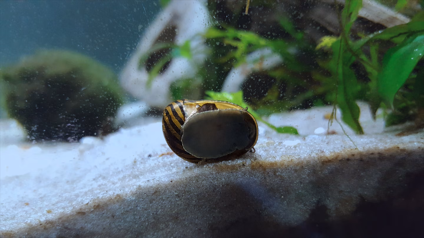 Zebra-pattern nerite snail attached to aquarium glass
