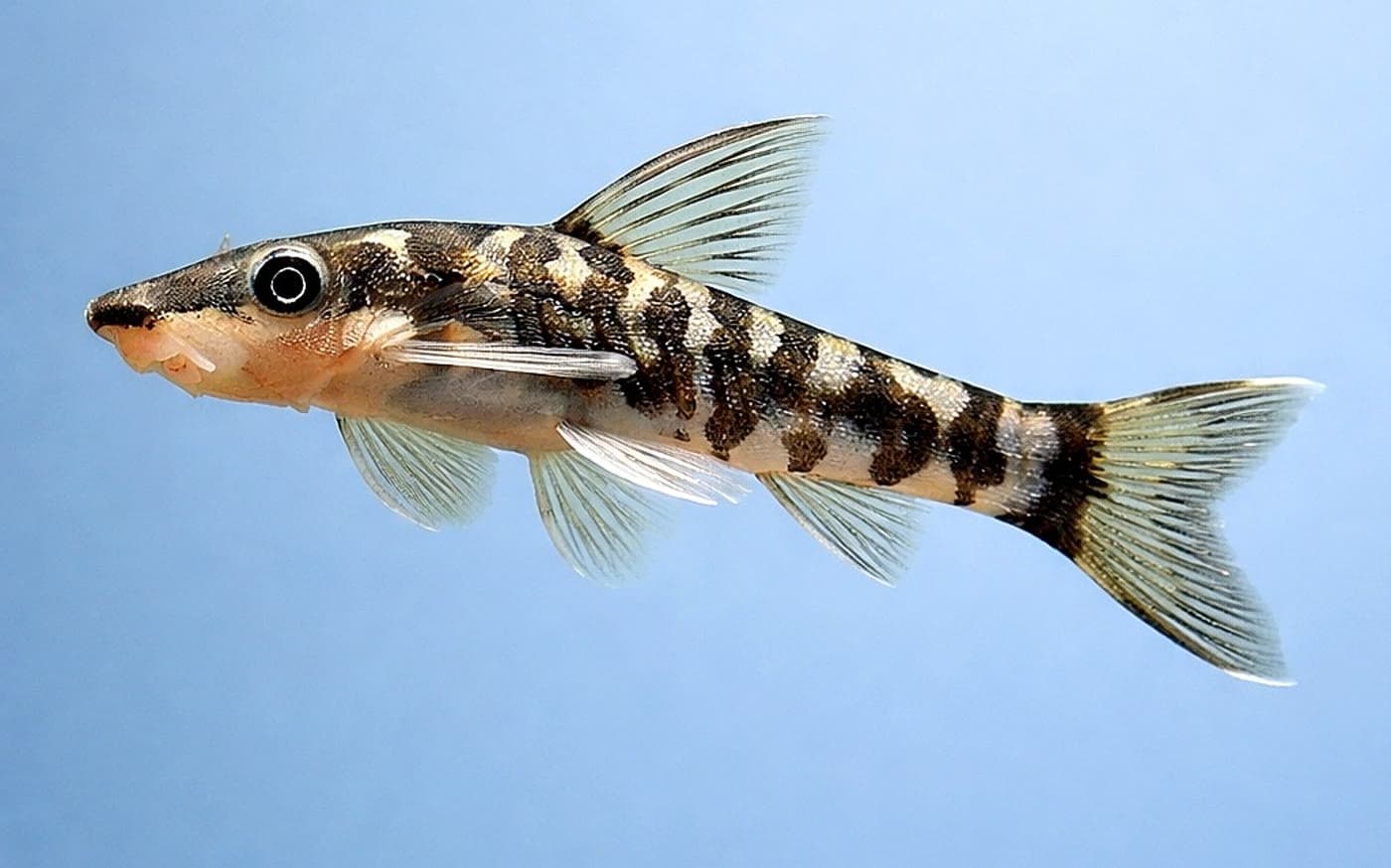 Otocinclus (Otocinclus spp.) grazing algae in a planted aquarium