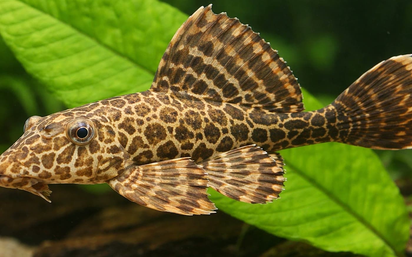 Plecostomus catfish attached to driftwood in a planted aquarium