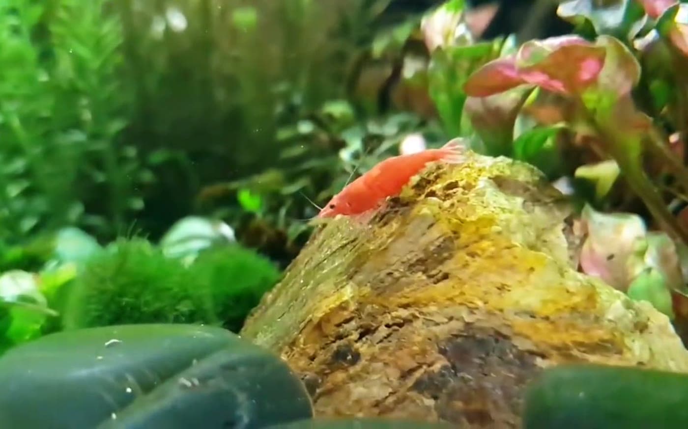 Red cherry shrimp grazing on moss in a planted aquarium