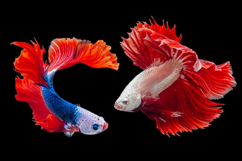 Betta Fish Care Guide
