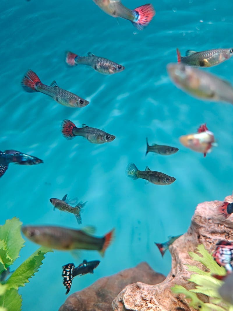 Molly (Poecilia sphenops) in a planted aquarium