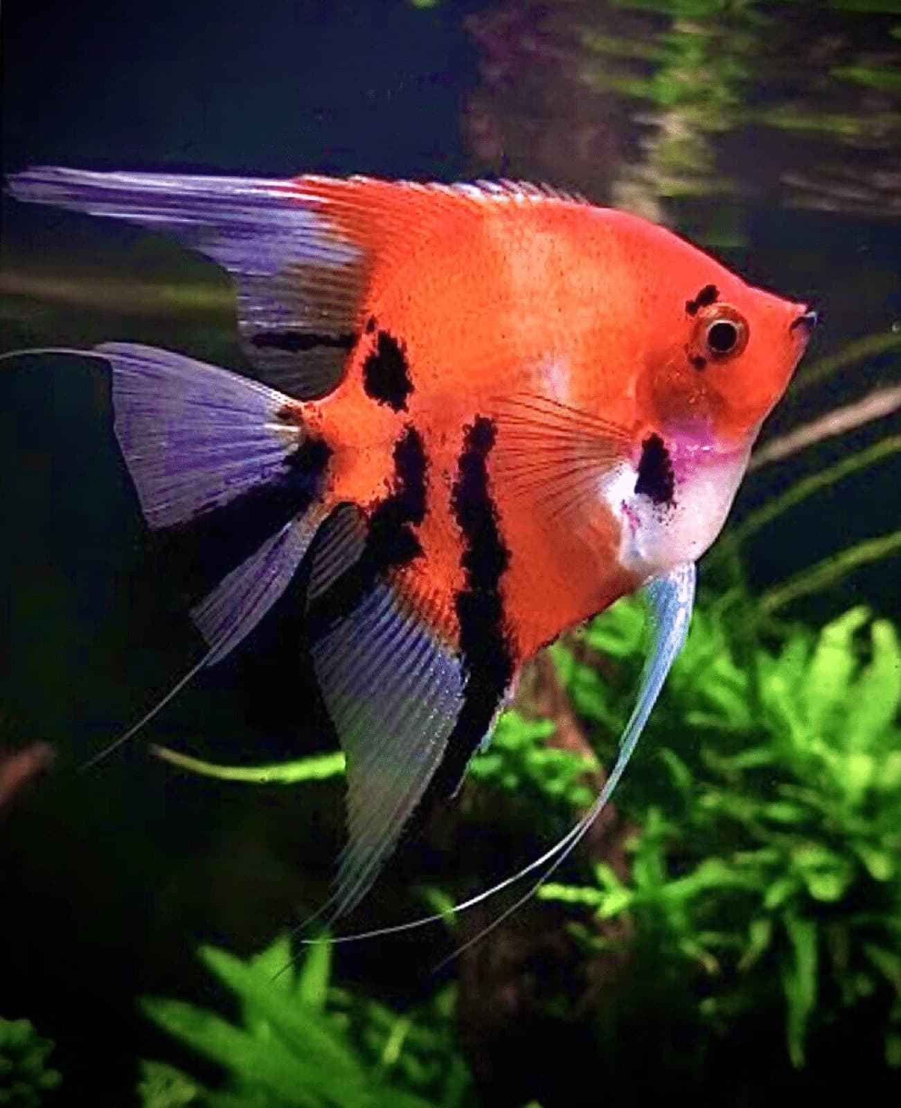 A koi angelfish with an orange crown and black koi markings over a white body