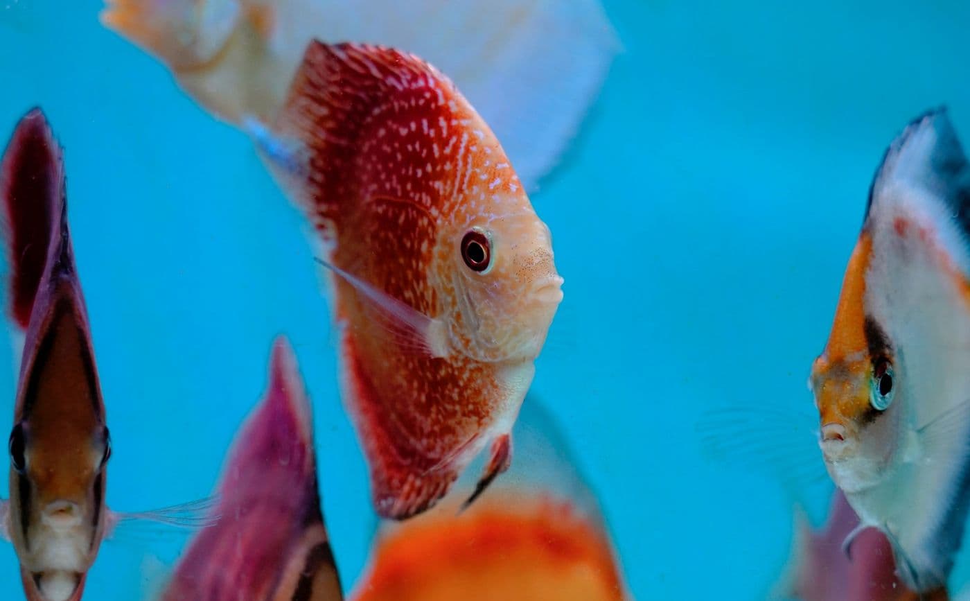 A school of pigeon blood and red discus showing strong colour at mid-water in a blue holding tank