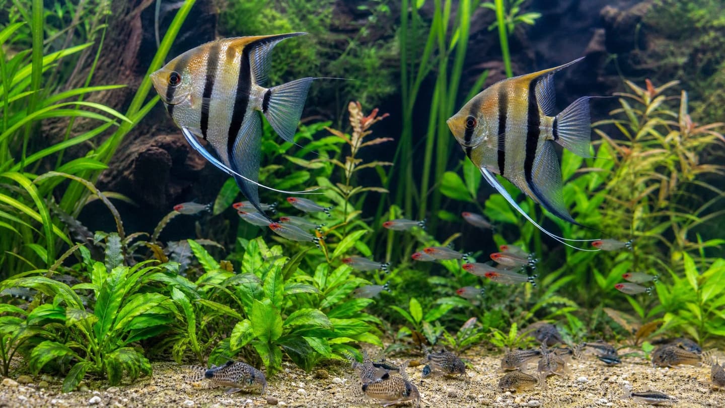 Angelfish Tank Mates: What Lives Safely With Angelfish (UK Guide)
