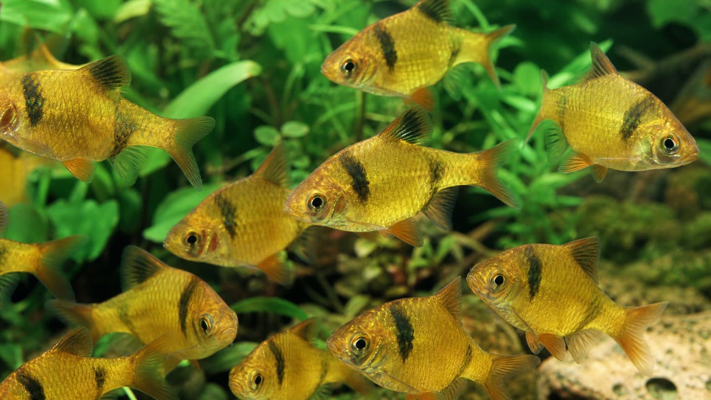 Gold Barb UK: Care, Tank Mates & Live Stock (2026)