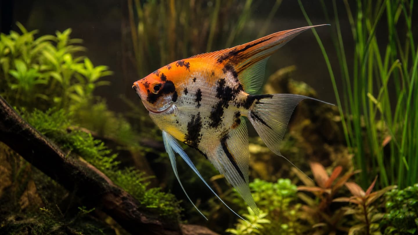 Koi Angelfish UK: The Orange-Crowned Scalare Strain Explained
