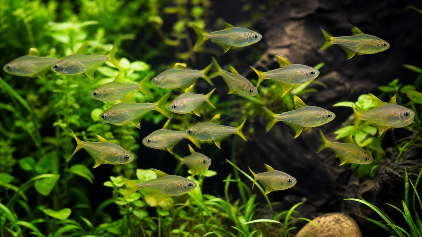 Lemon Tetra in the UK: The Complete 2026 Care & Buying Guide
