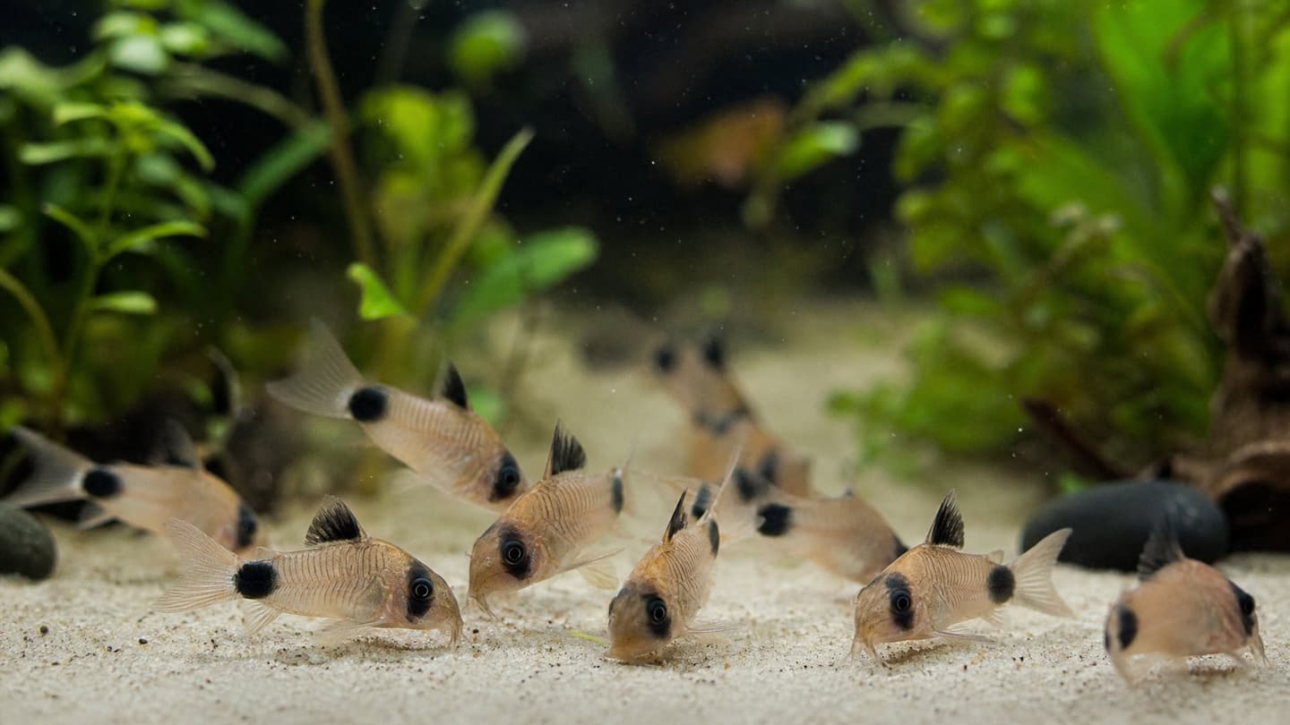 Panda Corydoras UK: Care, Tank Mates & Live Cory Catfish
