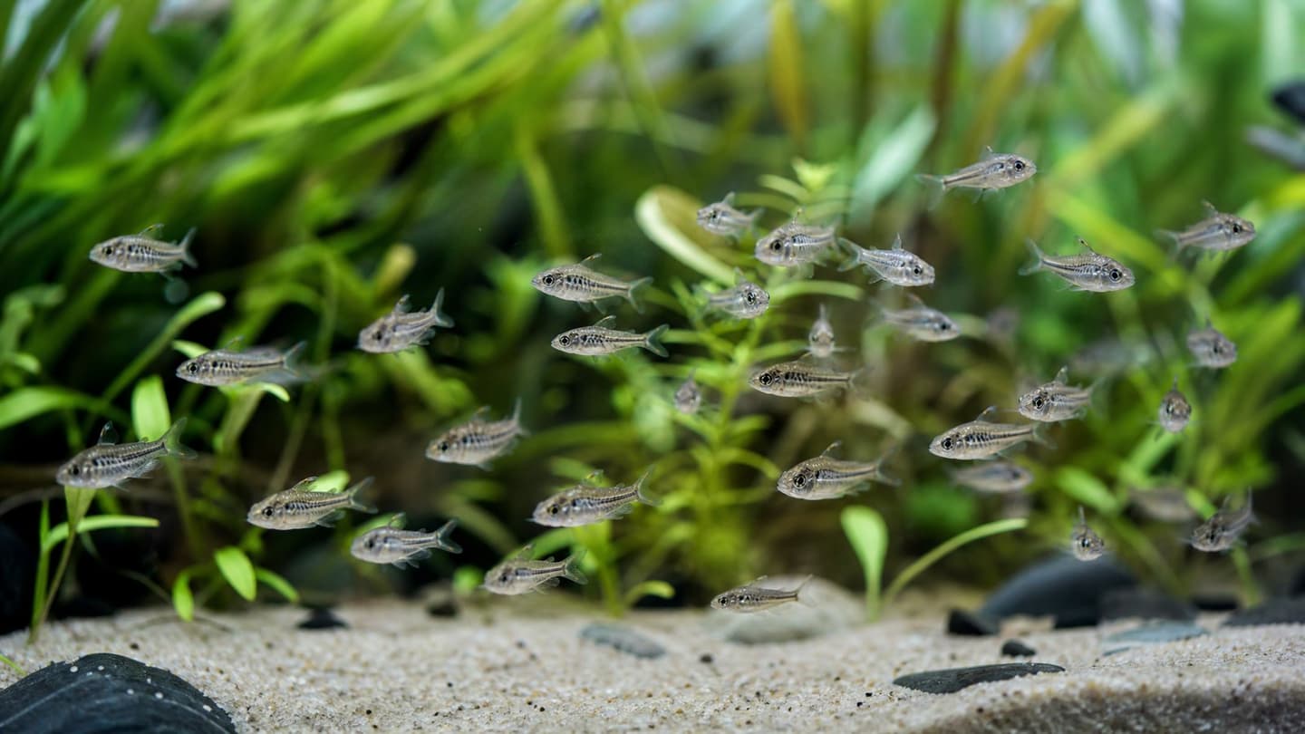 Pygmy Corydoras UK: The Tiny Mid-Water Cory for Nano Tanks