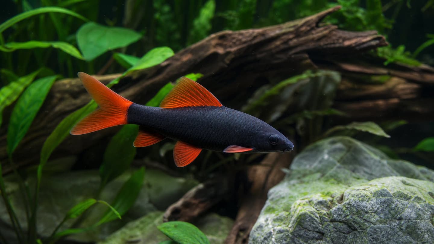 Rainbow Shark UK: Honest Care, Aggression & Tank Mates