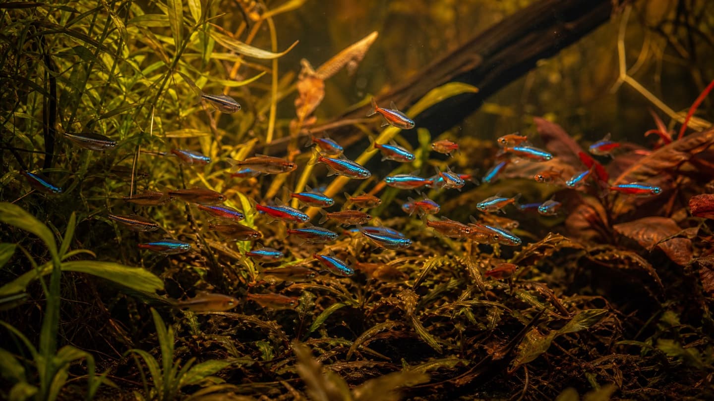 Tetra Fish in the UK: Types, Care & the Best Tetras to Buy