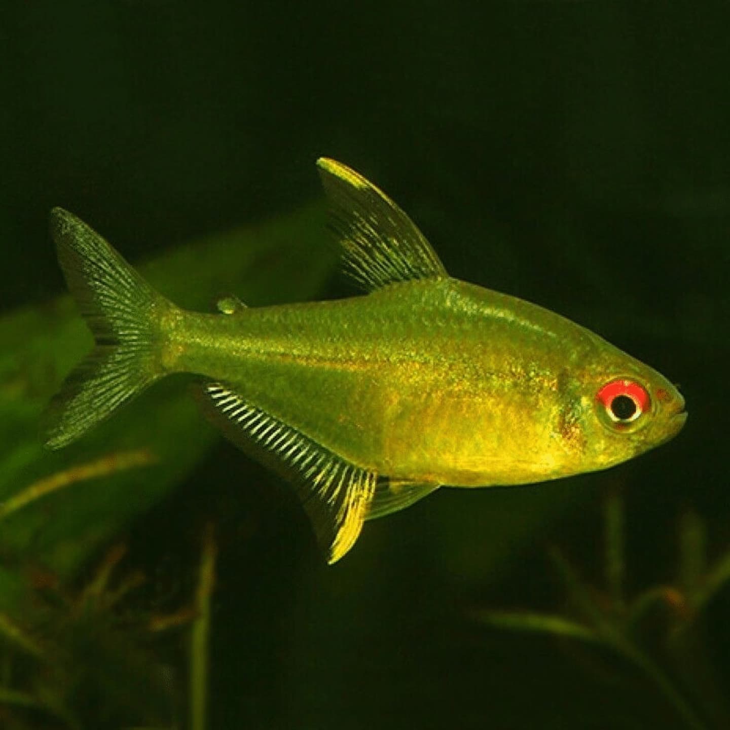 A single lemon tetra showing its translucent yellow-gold body, lemon-edged fins and bright red eye
