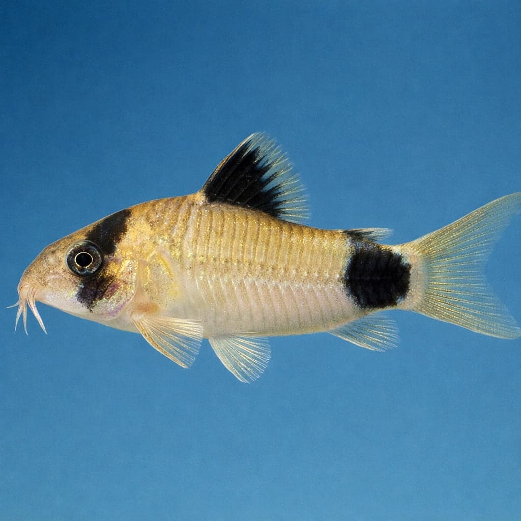 A panda corydoras (Corydoras panda) showing the cream body with black eye and tail patches, resting on fine substrate